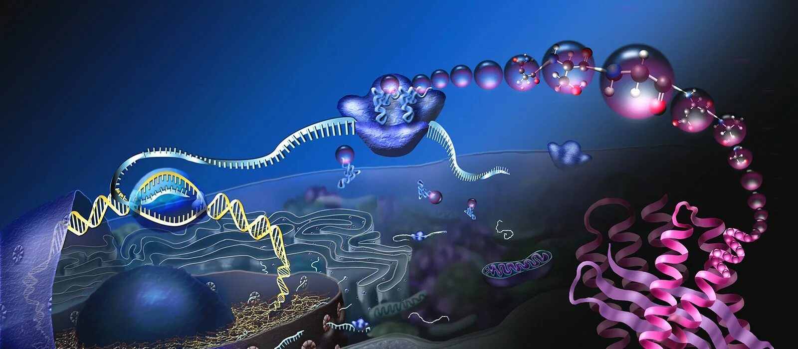 Живая клетка днк. Клетка ДНК. Искусственная форма жизни. Молекулярные и клеточные технологии. Синтетическая форма жизни.