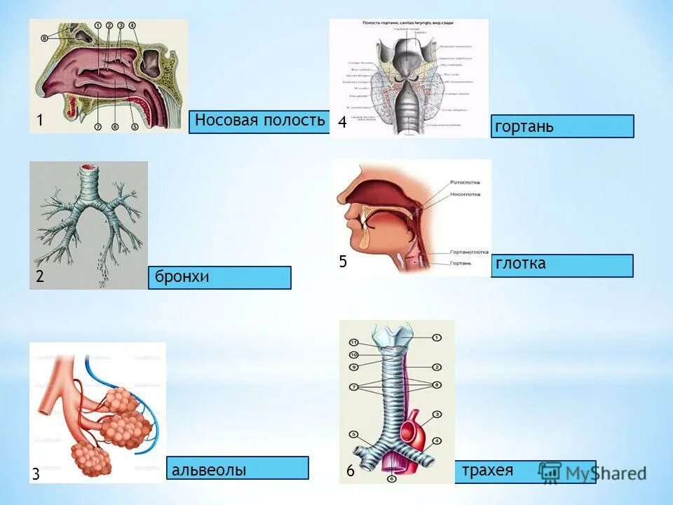 Отделы дыхательной системы анатомия. Строение органов дыхания верхние дыхательные пути. Носовая полость гортань трахея. Структуры дыхательной системы гортань. Носовая полость.