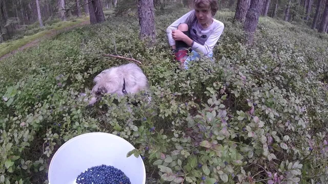 Видео черничный. Черничный Хутор. Черничный Хутор последнее. Черничный Хутор последний выпуск. Черничный Хутор видеоролики.