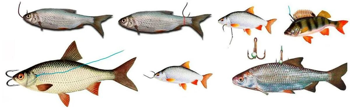 Тройник для живца. Как насадить на тройник. Насаживание живца на двойник через жабры. Как насадить на тройник. Способы насаживания живца на жерлицу.