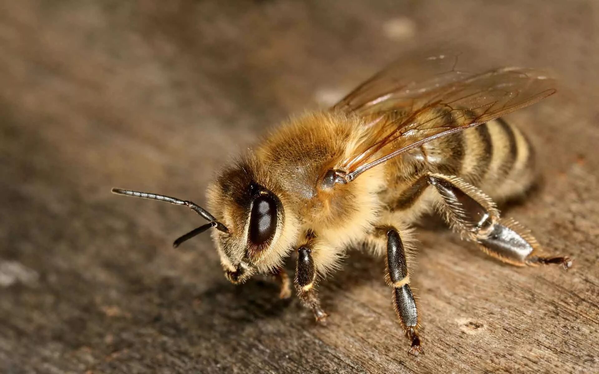 Гималайская медоносная пчела. Пчелук. Трутень пчела. Apis mellifera carnica. Apis wiki.