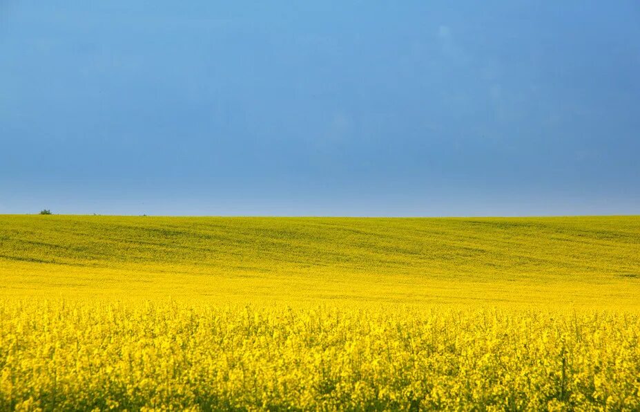 Украинский край. Украина поле. Зеленое поле Украина. Поля Украины фото. Красивое украинское поле.
