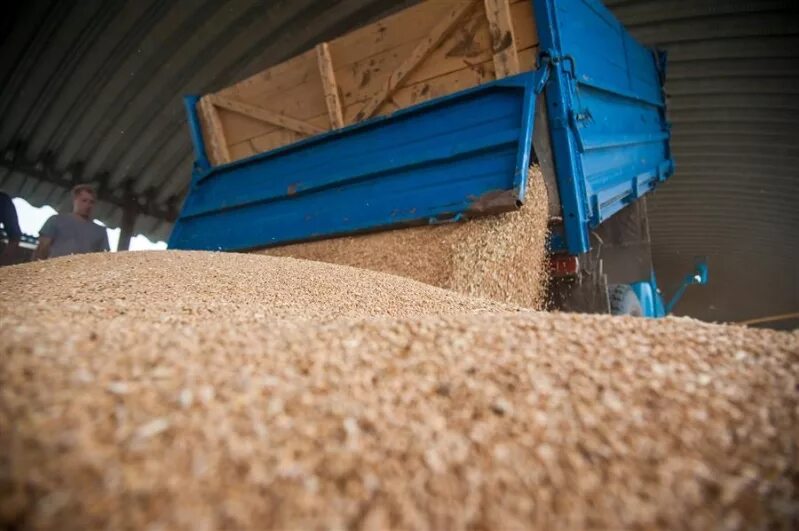 Пшеница в китае. Пшеница доставка. Экспорт пшеницы. Поставки зерна. Пшеница насыпью.