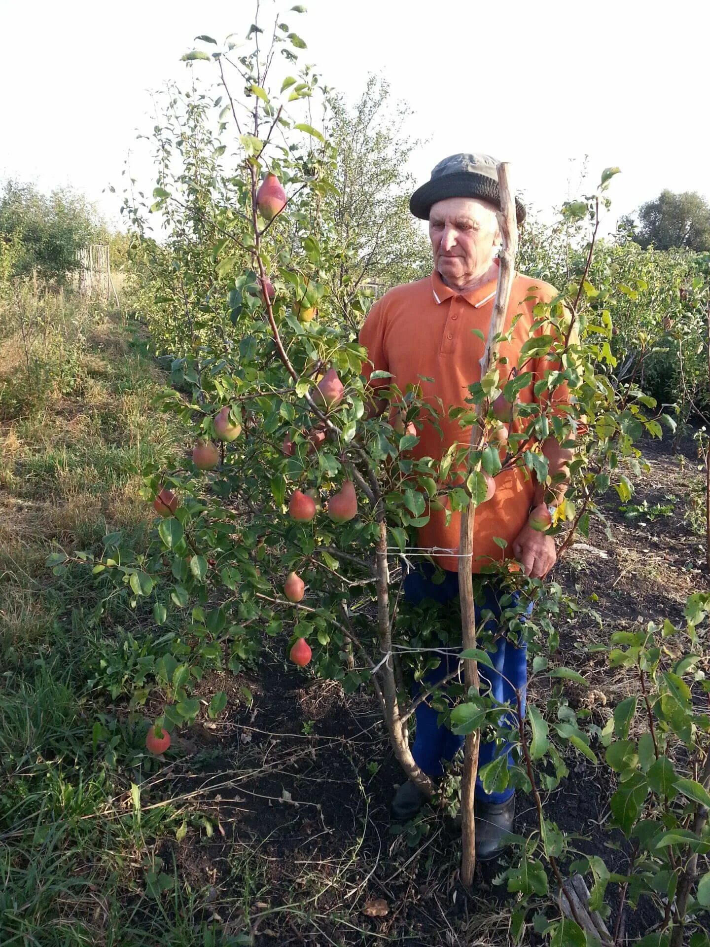 Папин сад. Питомник груши на подвой айва. Подвои для Грушим для питомников. Папин сад Воронеж питомник. Папин сад Косицын.