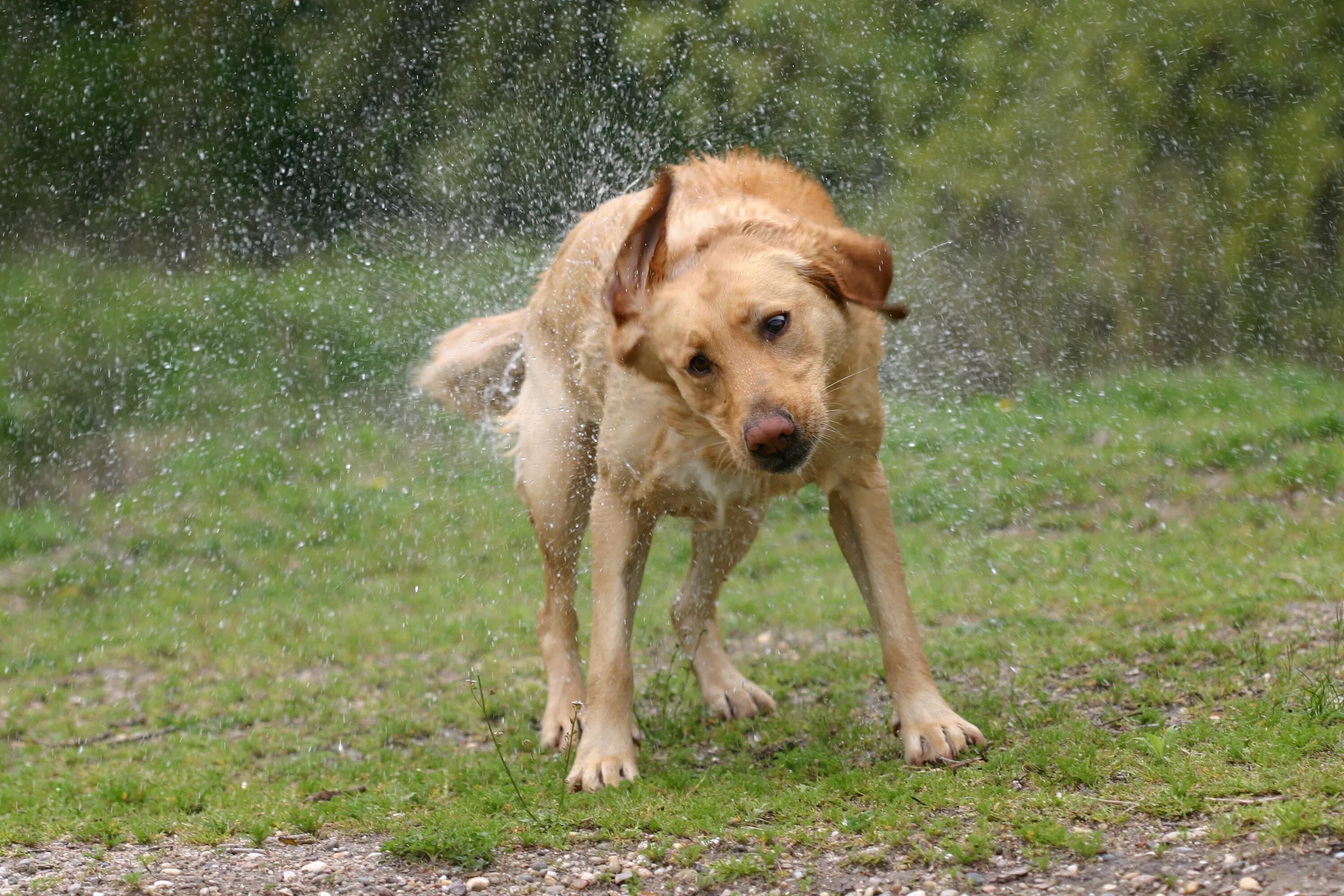 Собака дрожит дома. Собака отряхивается. Собака отряхивается от воды. Собака под дождем. Мокрая собака отряхивается.