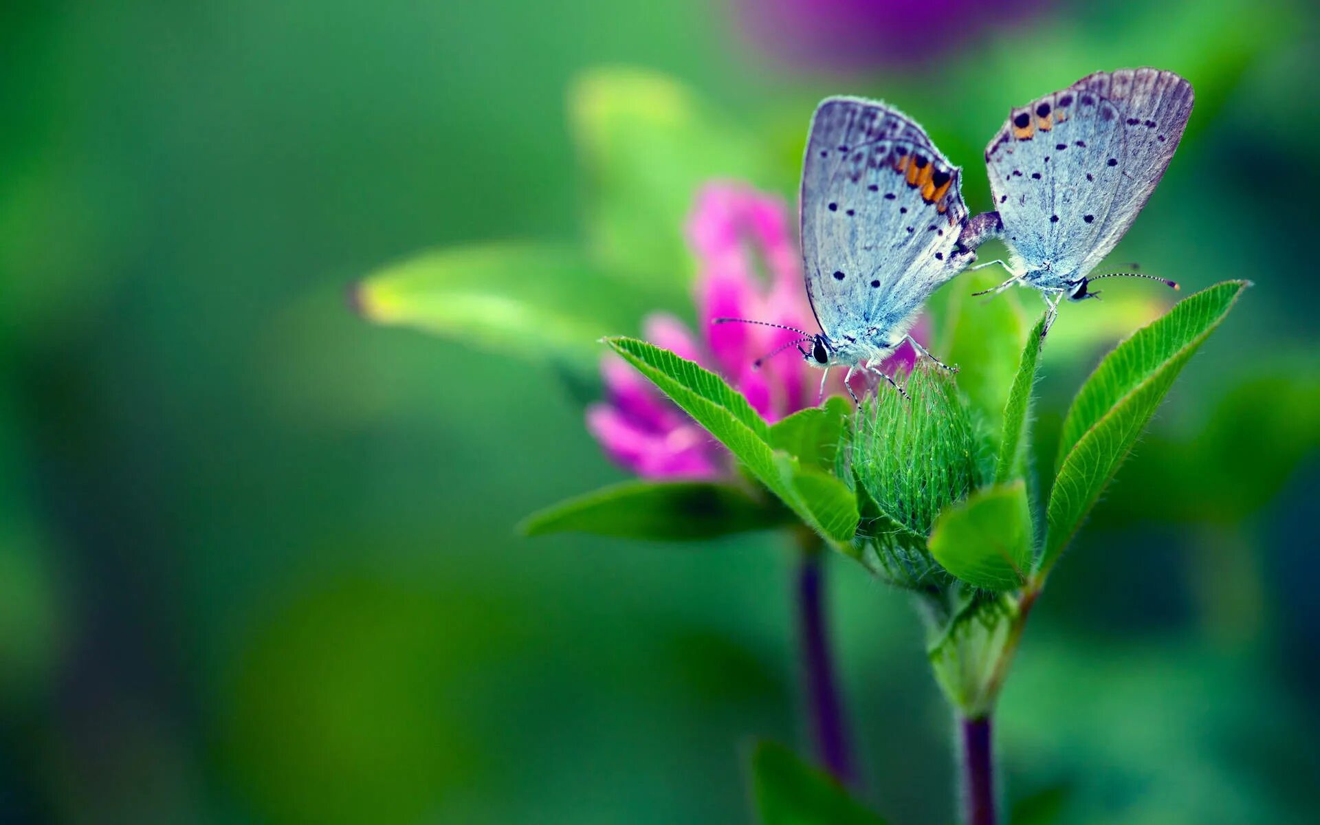 butterfly insect grass wallpapers from photomonstr - images from Fonwall