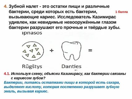 Бактерии кариеса
