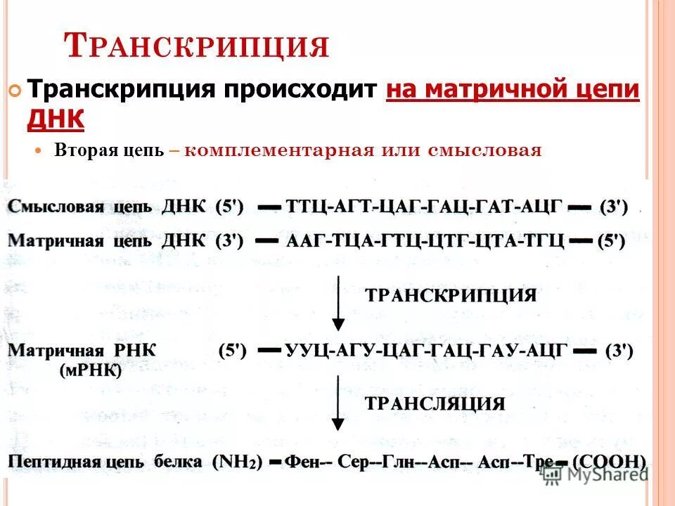 Выпавший транскрипция