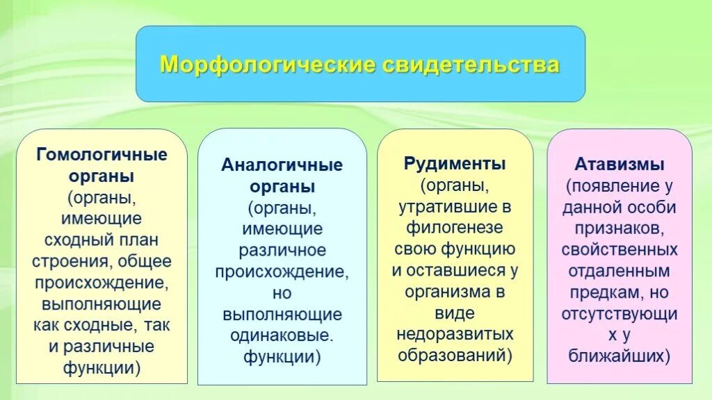 Дивергенция гомологичные и аналогичные. Гомологичные органы и рудименты таблица. Аналогичные и гомологичные органы таблица. Гомологичные и аналогичные органы, рудименты, атавизмы (примеры). Гомологичные и аналогичные органы примеры.