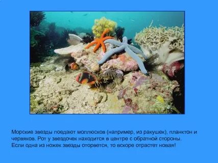 Морские животные презентация