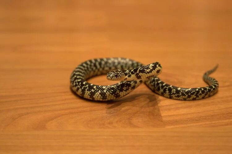 Мелкие змейки. Маленькая змея. Миниатюрные змеи. Самая маленькая змея.