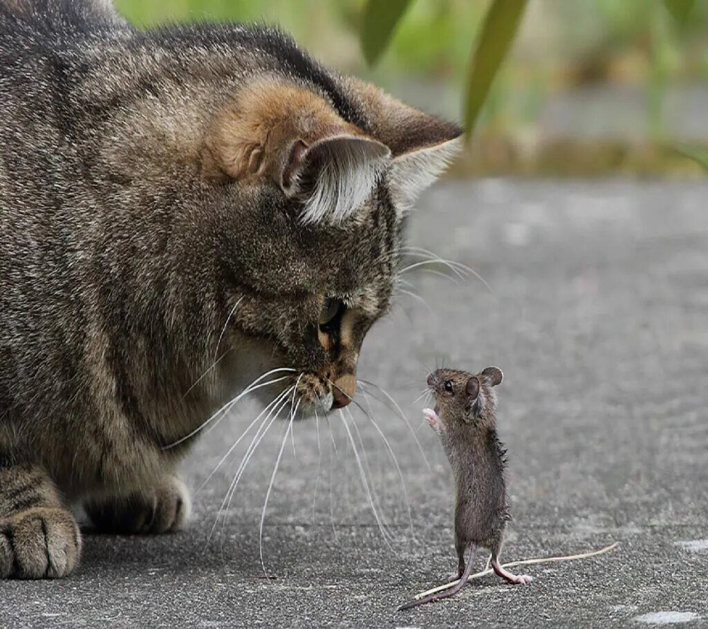 Догони кота. Кот и мыши. Кошки-мышки. Кот поймал мышку. Котик с мышкой.