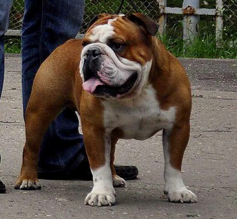 Французский бульдог рыжие и палевые. Французский бульдог. Рыжий бульдог. Ирландский бульдог. Рыжий бульдог.