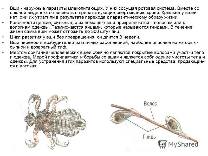 Вши представители. Вши представители