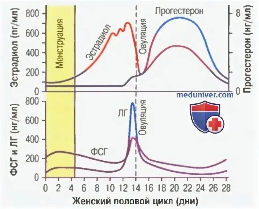 Этапы полового цикла. Секреторная фаза менструационного цикла. Поздняя секреторная фаза менструационного цикла. Фазы полового цикла. Ретроградная менструационного цикла.