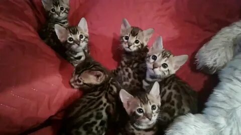 Бенгальская котенок 1 месяц