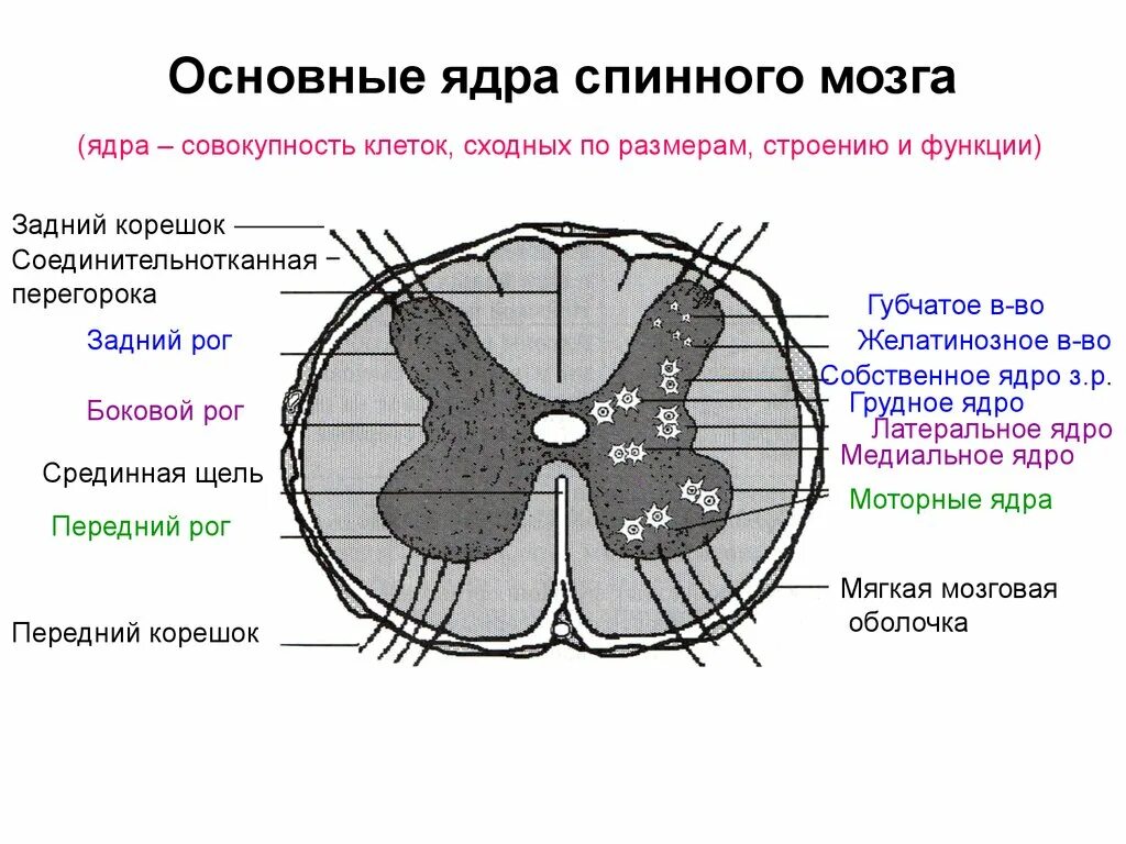 Передние и задние рога сегментов спинного. Спинной мозг строение срез ядра. Ядра серого вещества спинного мозга схема. Основные структуры поперечного среза спинного мозга. Ядра поперечного среза спинного мозга анатомия.