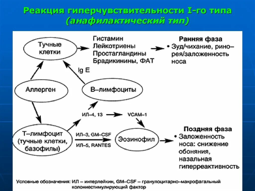 Анафилактический тип реакции. Схема реакции гиперчувствительности 1-го типа. Патогенез реакций гиперчувствительности анафилактического типа. Механизм развития гиперчувствительности 1 типа. Патогенез реакции гиперчувствительности 1 типа.