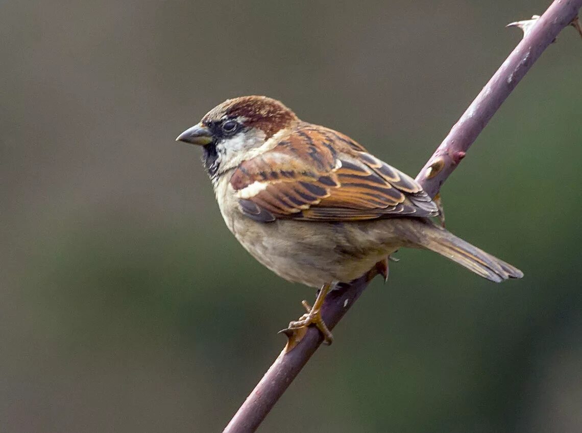 Воробьиные крылья. Воробей домовый passer domesticus. Домовый Воробей (лат. Passer domesticus). Домовой Воробей птица. Passer domesticus (l.) - домовый Воробей.