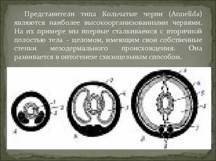 Какая полость тела у кольчатых червей