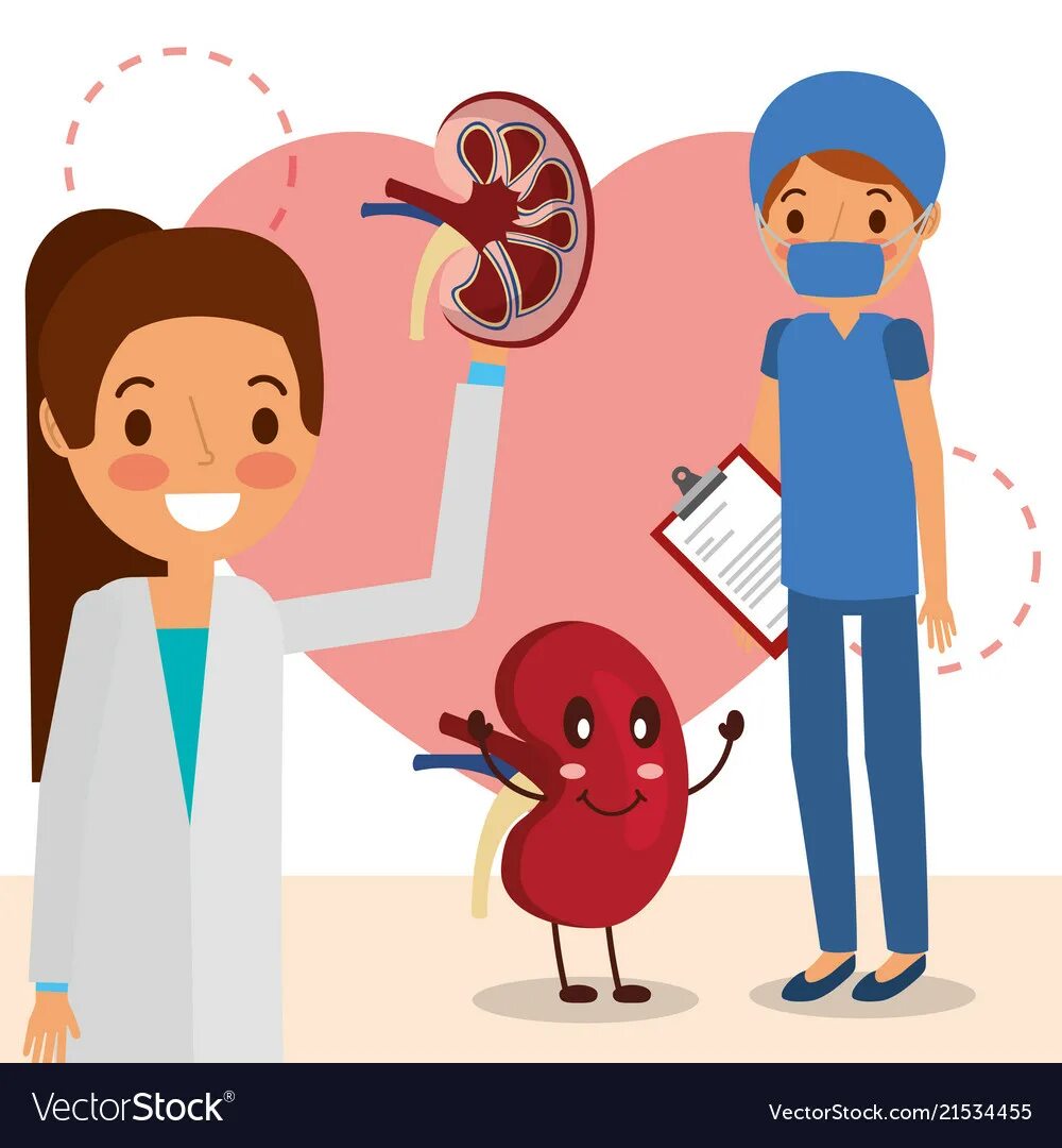 Нефролог ребенку. Урология иллюстрация. Уролог иллюстрация. Почки врач. Уролог рисунок.