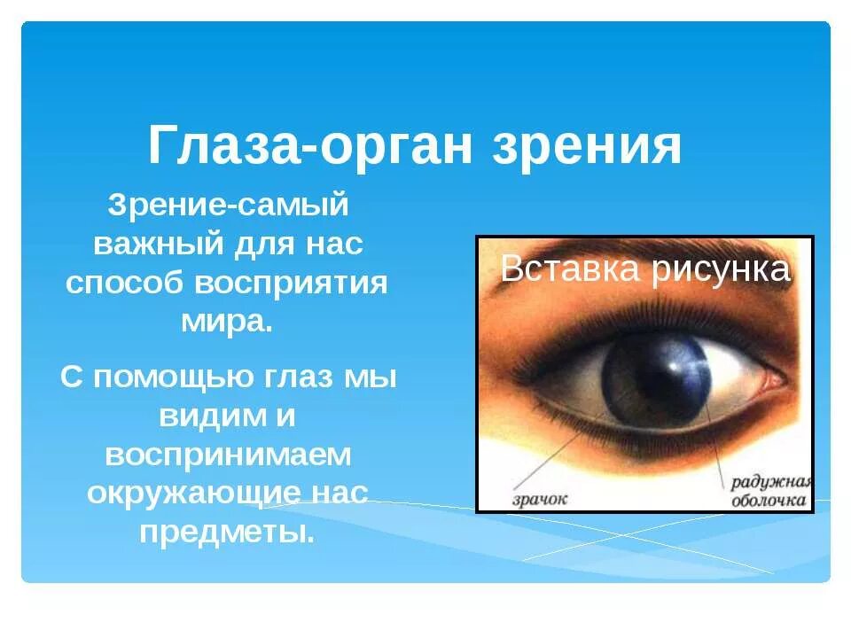 Реферат на тему глаза. Глаза орган зрения. Органы чувств глаза. Сообщение о органе зрения. Презентация на тему глаз и зрение.