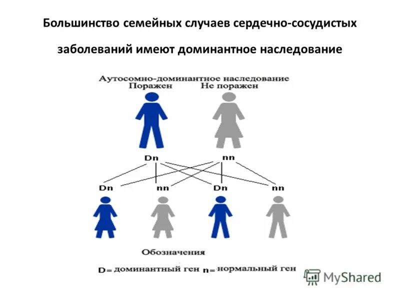 наследственность сердечно сосудистых заболеваний. наследственность сердечных заболеваний. сердечно сосудистая система. атеросклероз сосудов факторы риска. факторы риска развития ишемической болезни сердца.