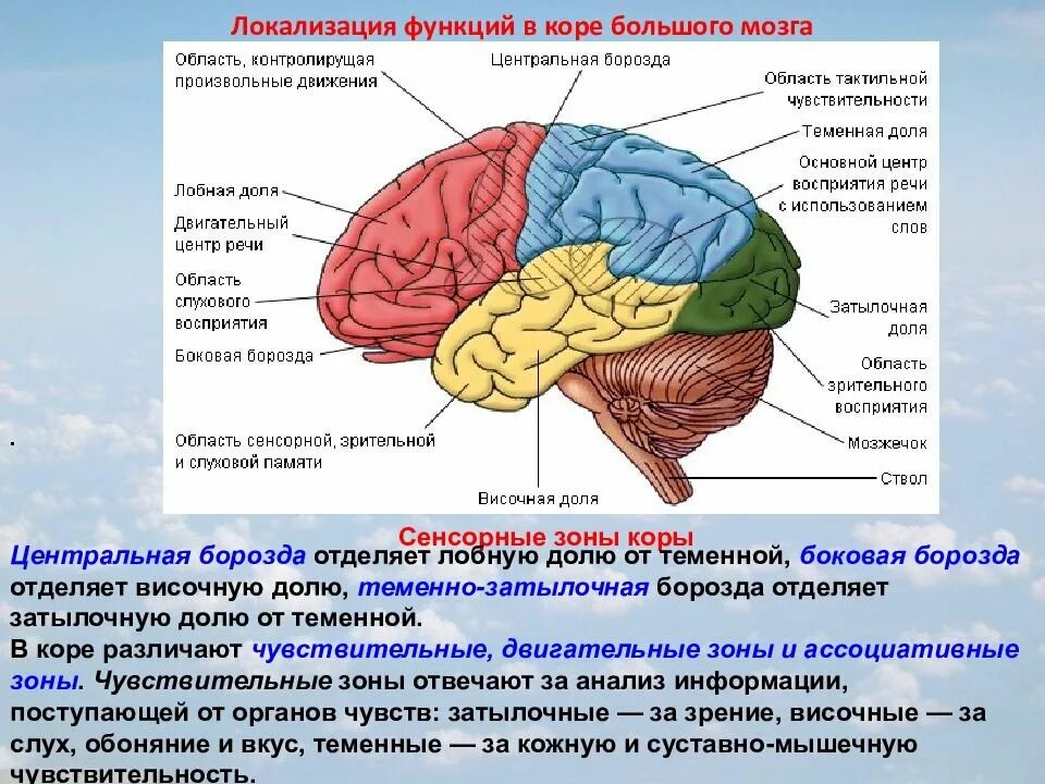 Корковые центры и их локализация. Локализация анализаторов в коре головного мозга. Локализация ядер анализаторов в коре головного мозга.