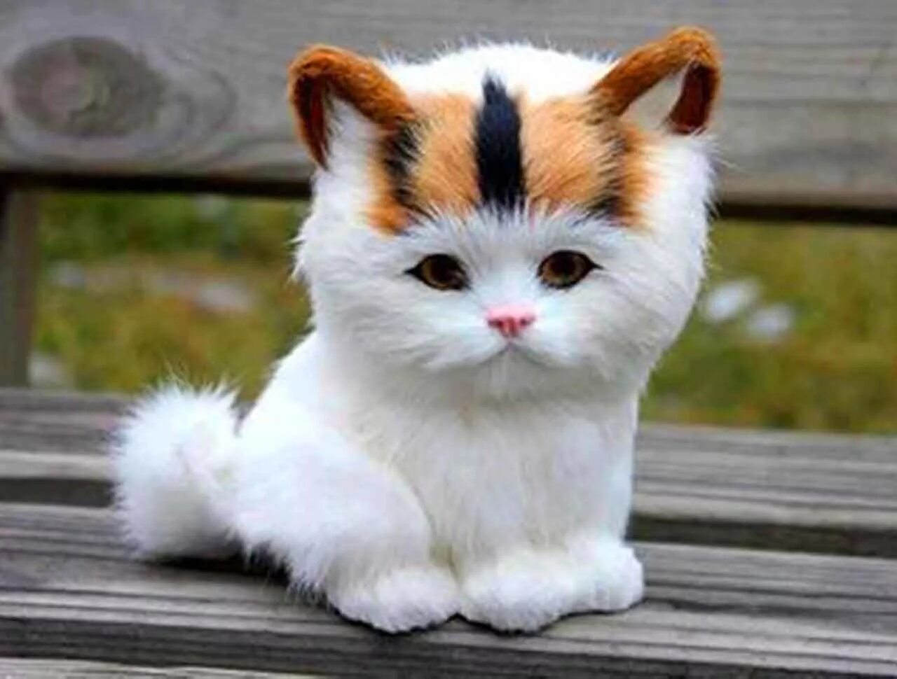 Котята породы тинкер той. Самая маленькая кошка в мире. Котята породы манчкин. Мистер пиблз кошка. Малюсенькие котята.