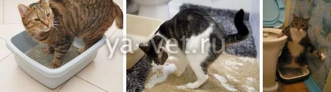 Котенок ходит в туалет с кровью. Причины частого мочеиспускания у котов. кошка ходит в туалет с кровью. кошка не может пописать.