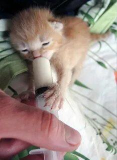 Кормление котят без кошки