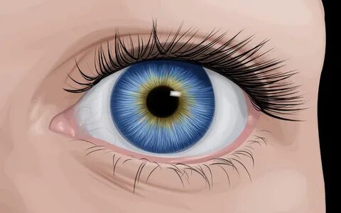 Eyes education