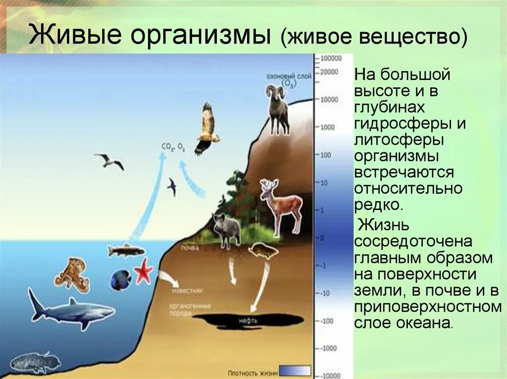 Дать определение живой организм. Живые организмы. Живые организмы (живое вещество).. Живые организмы в биосфере. Распространение живых организмов.