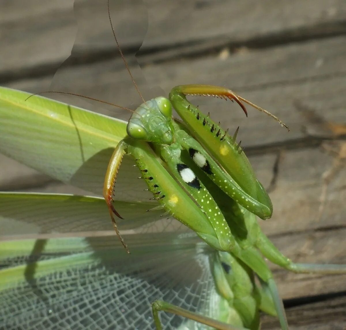 Богомол обыкновенный. Богомол Dragon Mantis. Богомол обыкновенный самка. Богомол Сочинский.