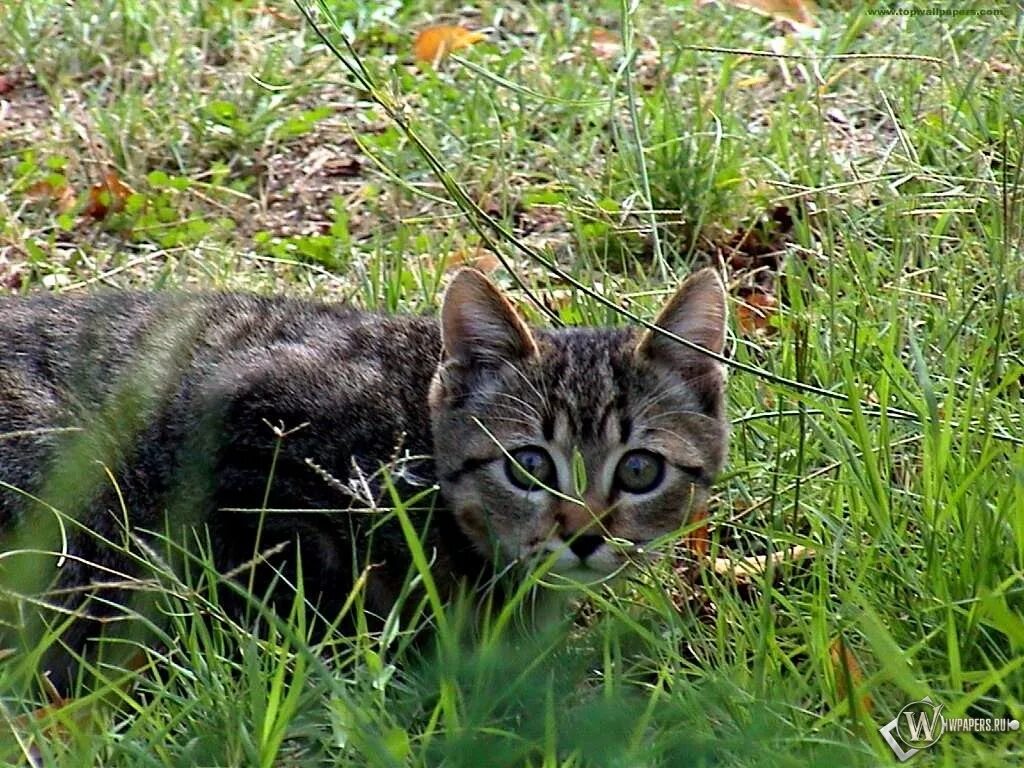 Лучшая кошка охотник. Кот охотник. кот охотится. охотничья кошка. кот на охоте.