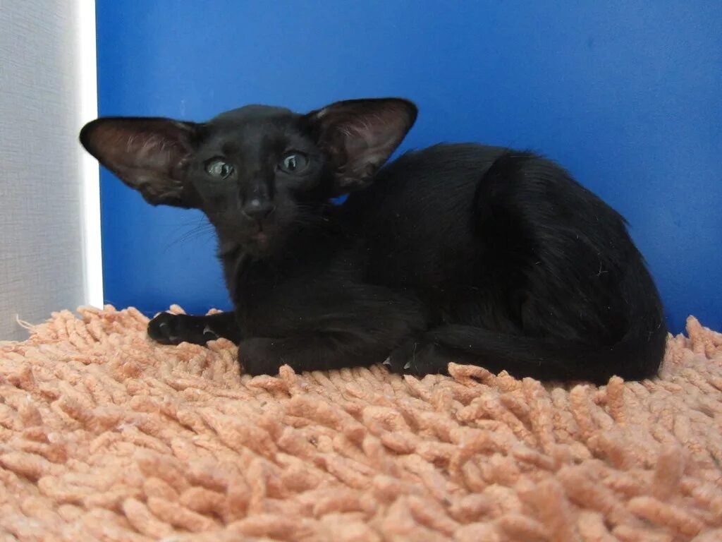 ориентальная кошка экстремального типа. ориентальный кот. черный ориентальный кот. ориентальная кошка экстремальная. ориентальная кошка экстремального типа.