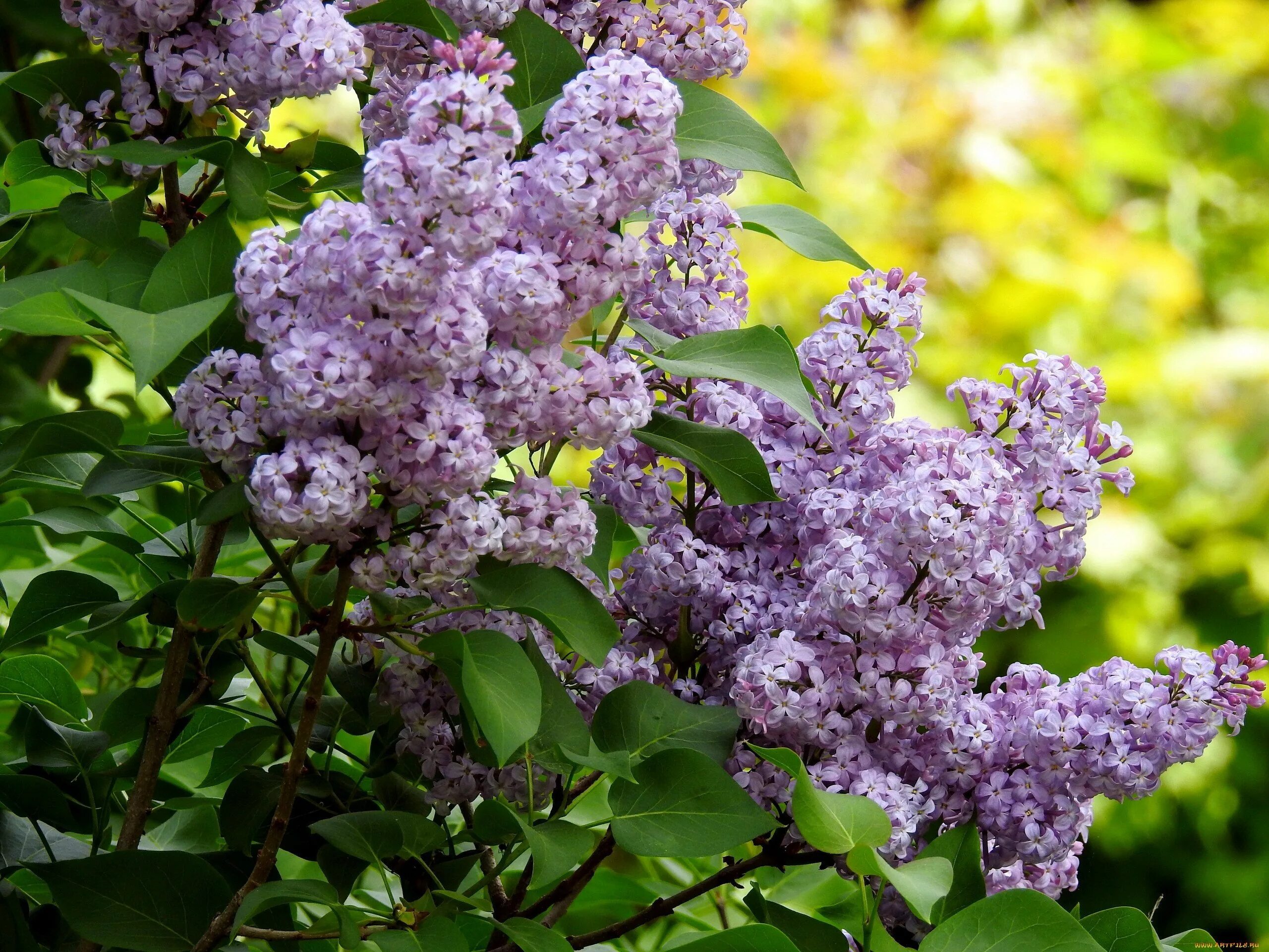 Видеть во сне сирень цветущую. Летняя сирень буддлея. сирень альба. сирень кустовая. сирень сирень франк патерсон.