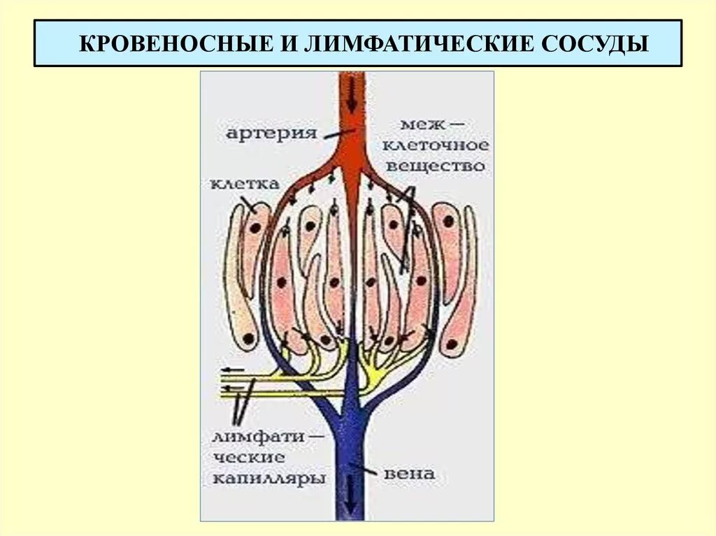 Начало лимфатических сосудов. Лимфатические капилляры схема. Лимфатические капилляры лимфатические сосуды схема. Лимфатические капилляры лимфатические сосуды лимфатические узлы. Лимфатическая система сосуды капилляры.