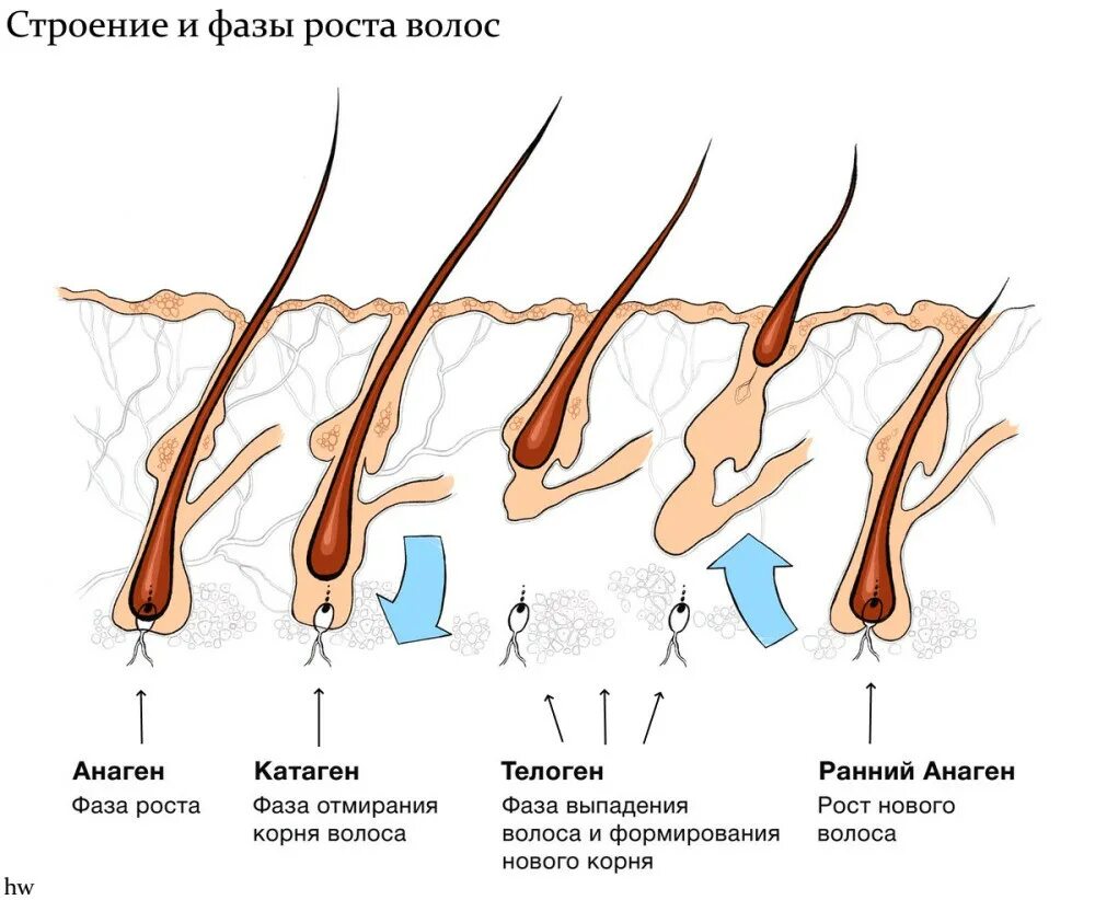 Растут корни волос. Анаген телоген. Фаза роста анаген. Фазы роста волос анаген. Телоген фаза роста волос.