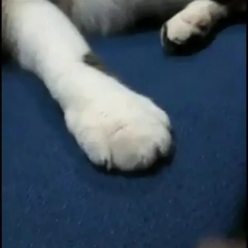 Лапки видео