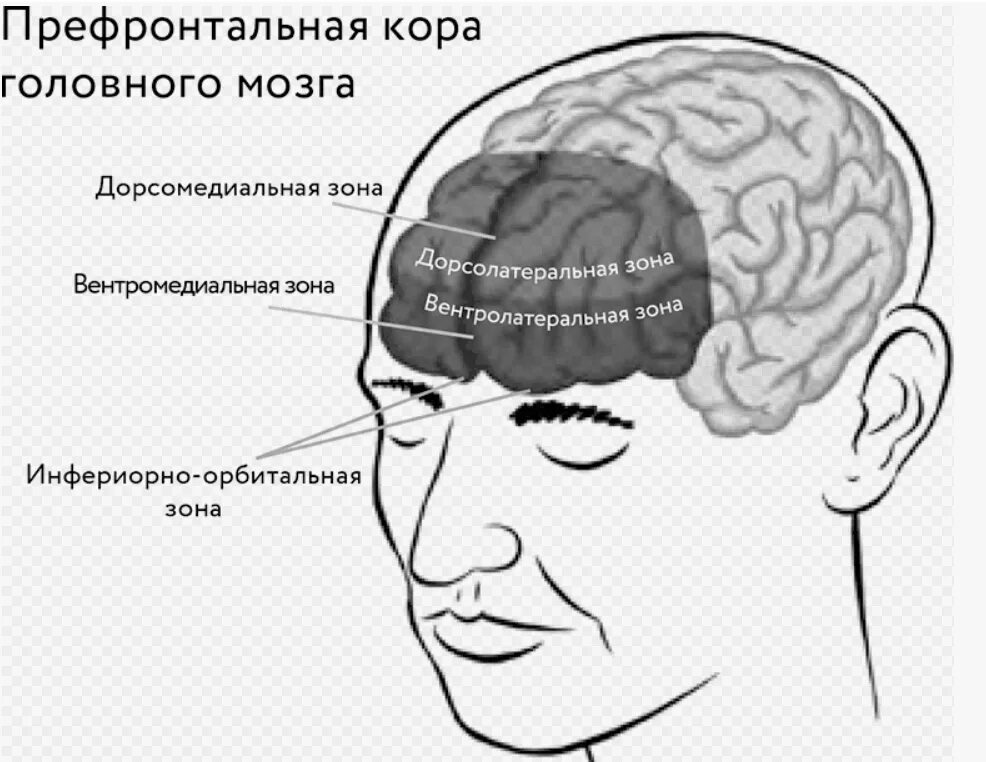 Депрессия головного мозга. Префронтальные отделы головного мозга. Лобные префронтальные отделы мозга.