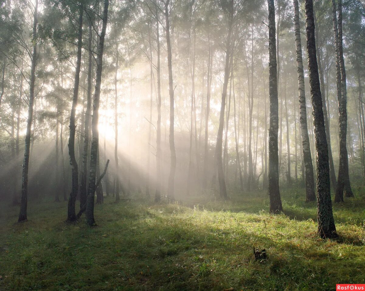 Лес туман лето. Утро в лесу. Утренний туман в лесу. Раннее утро в лесу. Утренний лес.