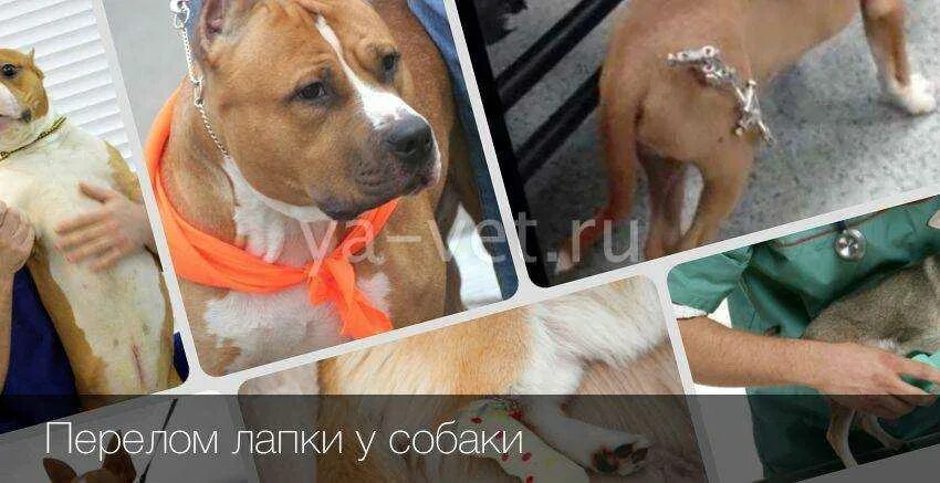 Собакам делают операции