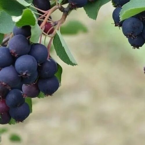 Какая на вкус ирга - CoffeePapa.ru