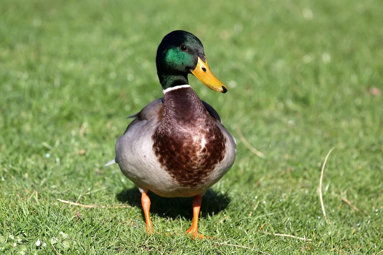 папа утки. папа утка селезень. звуки кряквы. мама утка. утка селезень утята.