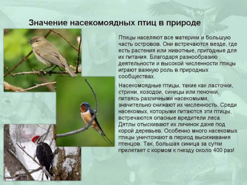 Объясните роль растительноядных и насекомоядных птиц. Сообщение о насекомоядных птицах. Насекомоядные птицы виды. Охрана птиц проект. Роль насекомоядных птиц.