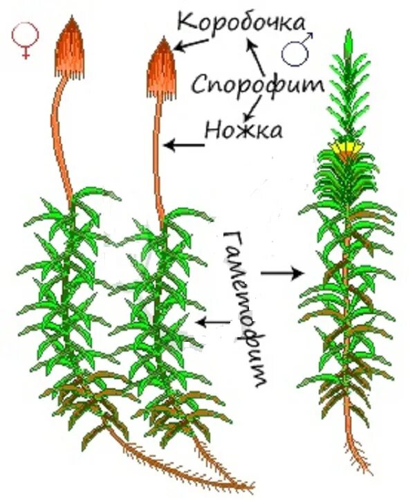 Листостебельные растения спорофит. Коробочка мха Кукушкин лен это спорофит. Кукушкин лен строение спорофита. Кукушкин лен строение спорангий. Коробочка мха Кукушкина льна:.