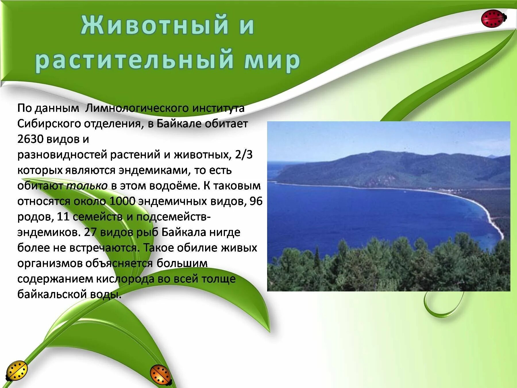 Лимнологический институт на Байкале. Эндемики озера Байкал. Эндемичные виды Байкала. Виды организмов и растений в Байкале.