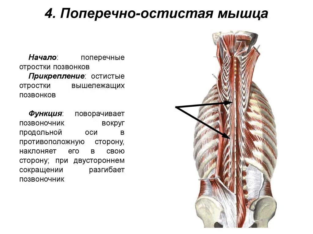 Поперечные мышцы спины прикрепление. Остистая мышца спины функции. Поперечная остистая мышца спины. Поперечно остистая мышца начало и прикрепление.