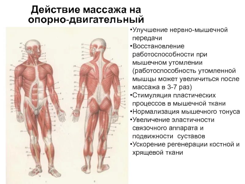 Опорно двигательный аппарат. Опорной двигательныфй аппарат. Воздействие массажа на опорно-двигательный аппарат. Мышцы двигательного аппарата
